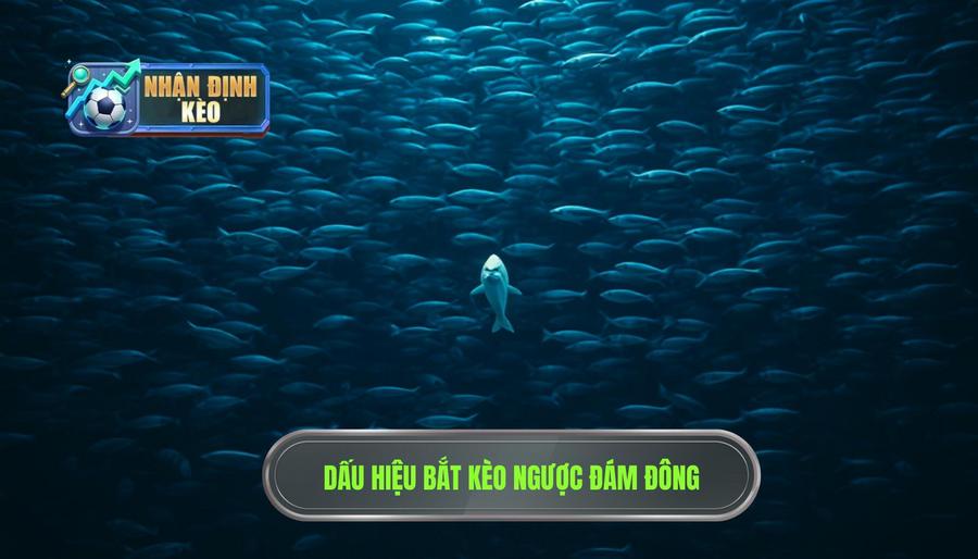 Dấu hiệu nhận biết thời điểm nên bắt kèo ngược đám đông